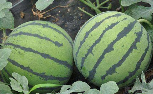 娱乐吃瓜酱山东,吃瓜酱带你探秘本土明星幕后故事  第1张